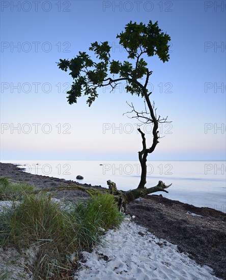 Remains a washed out oak tree on the south coast of Zealand after sunset