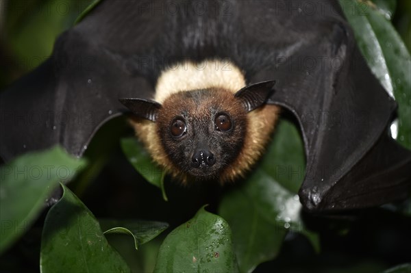 Flying Fox (Pteropus sp.)