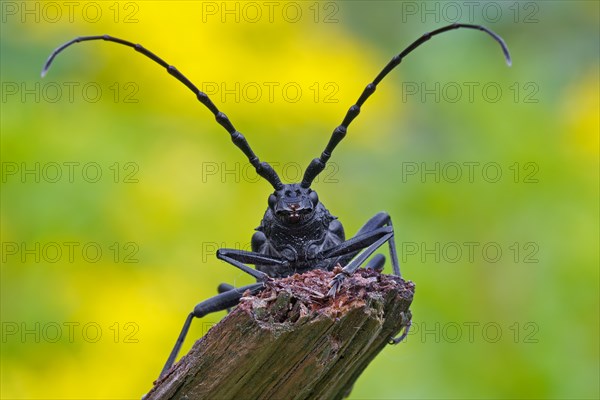 Great Capricorn Beetle (Cerambyx cerdo)