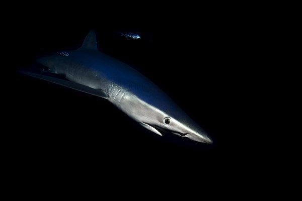 Blue shark (Prionace glauca)