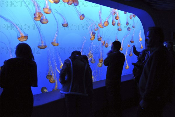 Monterey Bay Aquarium