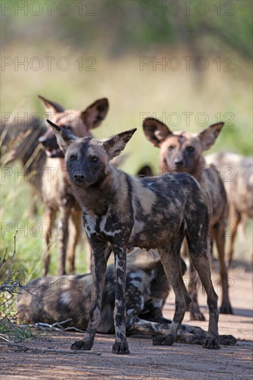 African wild dogs (Lycaon pictus)
