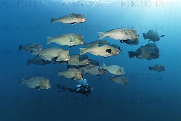 Diver observing a swarm of Green humphead parrotfish (Bolbometopon muricatum) in blue water