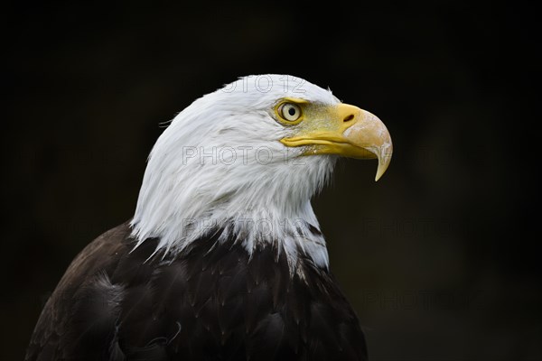 Bald Eagle (Haliaeetus leucocephalus)