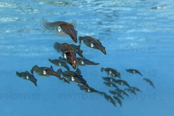 School of Bigfin Reef Squids or Oval Squids (Sepioteuthis lessoniana)