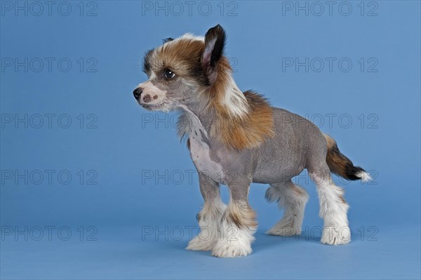 Chinese Crested Dog