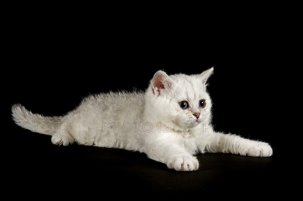 Selkirk Rex cat