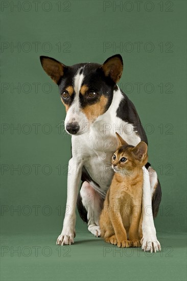 Abyssinian cat