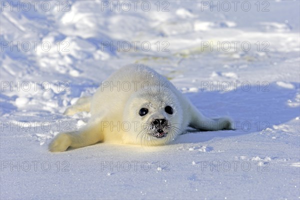 Harp Seal or Saddleback Seal (Pagophilus groenlandicus