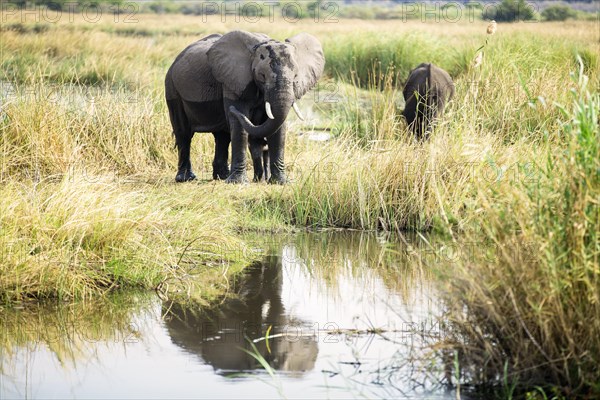 African elephants (Loxodonta africana) mother with young