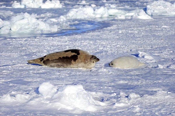 Harp Seal or Saddleback Seal (Pagophilus groenlandicus