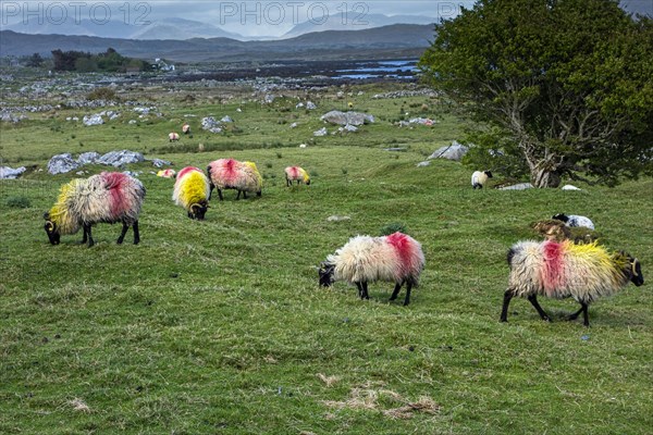 Sheep in Irish landscape