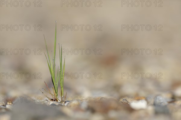 Pioneer vegetation on the gravel bed of a river