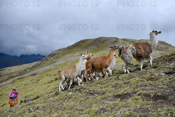 Indio drives Llama (Lama glama) loaded with bags