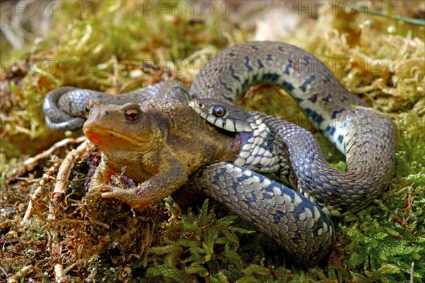 Barred grass snake (Natrix helvetica)