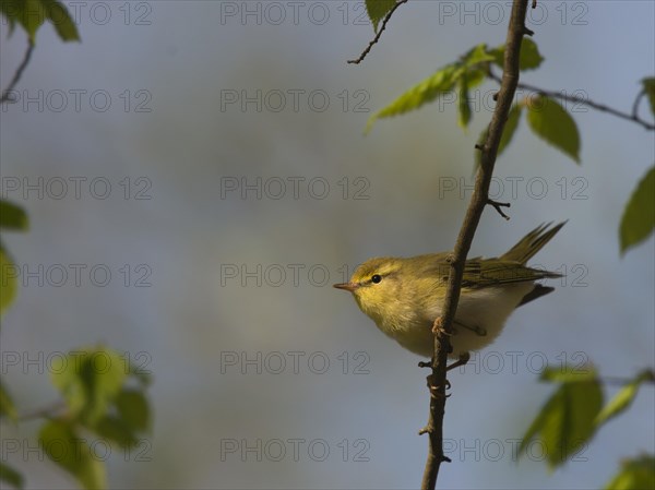 Wood Warbler (Phylloscopus sibilatrix)