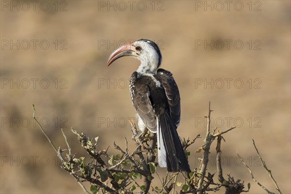 Northern Red-billed Hornbill (Tockus erythrorhynchus) adult