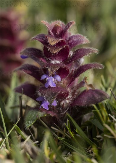 Pyramidal Bugle (Ajuga pyramidalis)