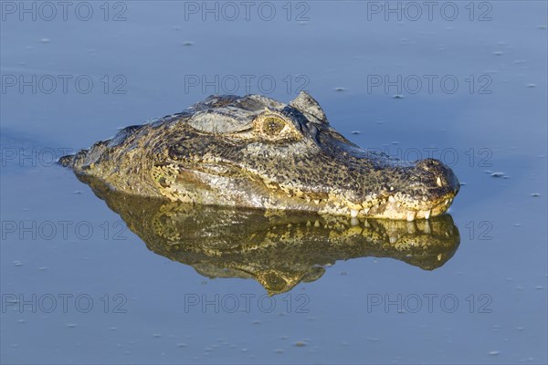 Yacare Caiman (Caiman yacare)