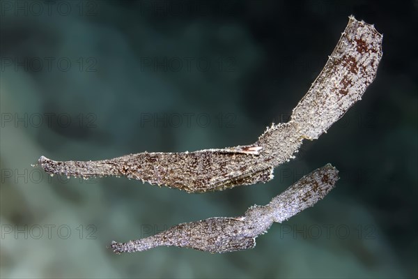 Robust Ghost Pipefish (Solenostomus cyanopterus)