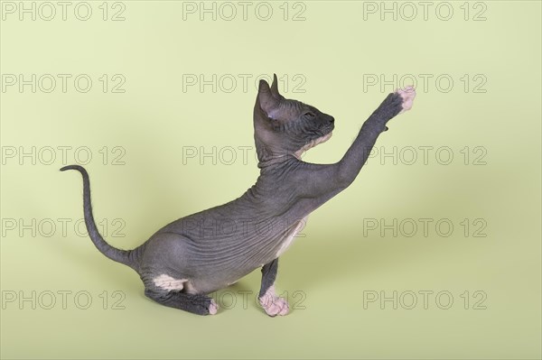 Donskoy cat or Don Sphynx