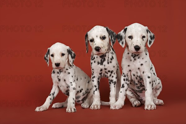 Three Dalmatian puppies