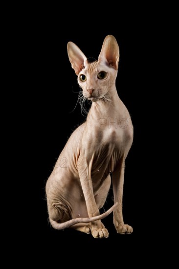 Peterbald cat