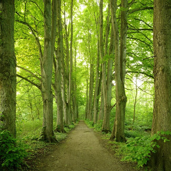 Forest road lined with old high linden trees