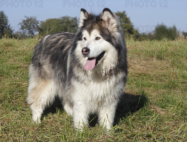 Alaskan Malamute