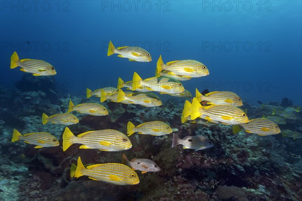 Ribboned sweetlips (Plectorhinchus polytaenia)