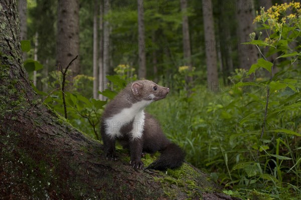 Stone marten (Martes foina) on a tree stump in a wooded area