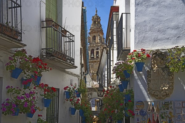 Calle de las Flores with flowers