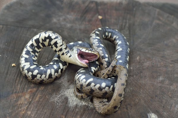 Play dead reflex of an adult Grass Snake (Natrix natrix helvetica)