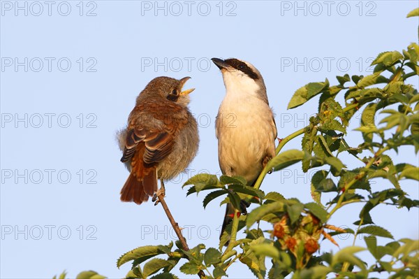 Red-backed Shrike (Lanius collurio)