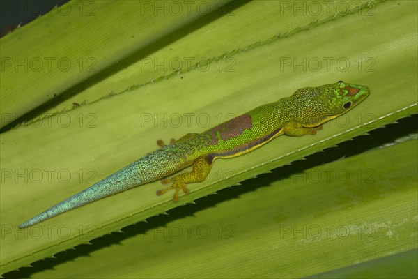 Lined day gecko (Phelsuma lineata)