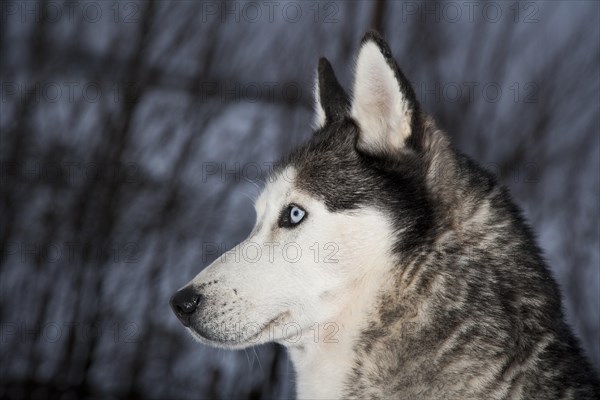 Siberian Husky