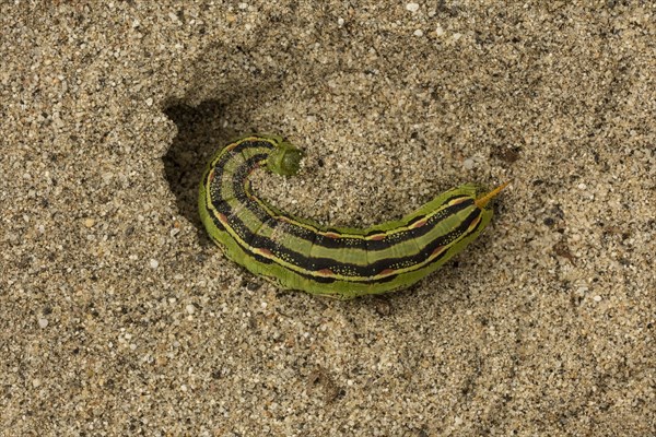 White-lined sphinx (Hyles lineata)