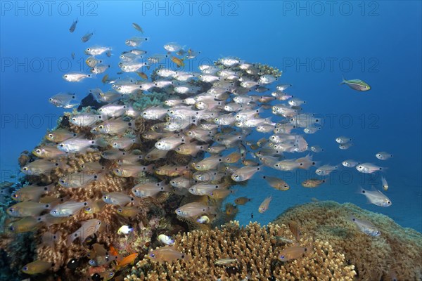 Shoal of Orangelined cardinalfish (Archamia fucata) over coral reef