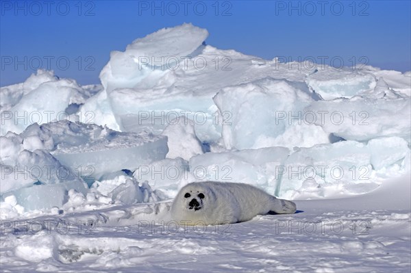 Harp Seal or Saddleback Seal (Pagophilus groenlandicus