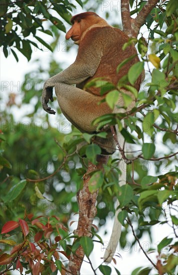 Proboscis Monkey (Nasalis larvatus)