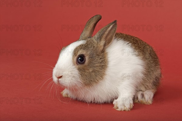 Dutch rabbit