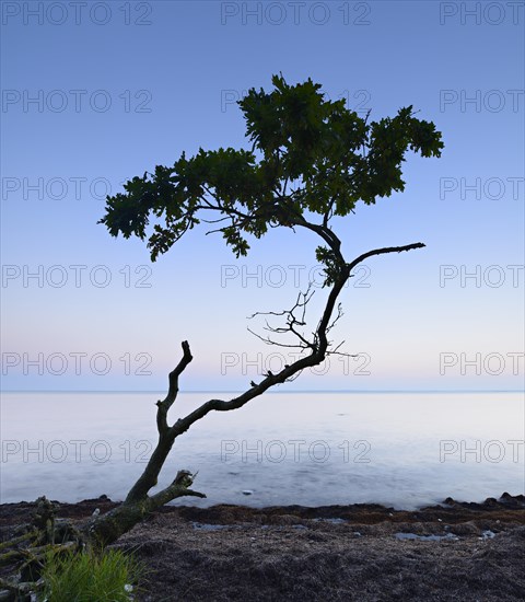 Remains a washed out oak tree on the south coast of Zealand after sunset