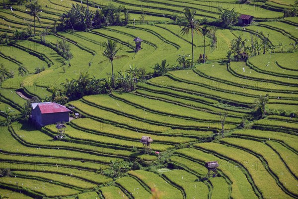 Rice paddies and rice terraces