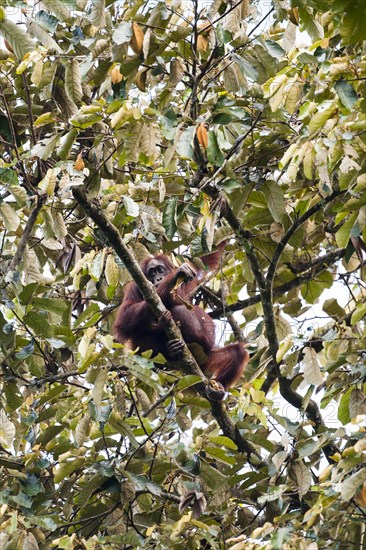 Bornean Orangutan (Pongo pygmaeus)