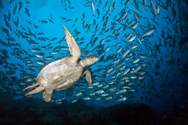 Green turtle (Chelonia mydas) in a swarm of Bigeye trevallies (Caranx sexfasciatus)