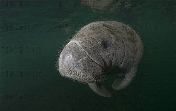 West Indian Manatee (Trichechus manatus)