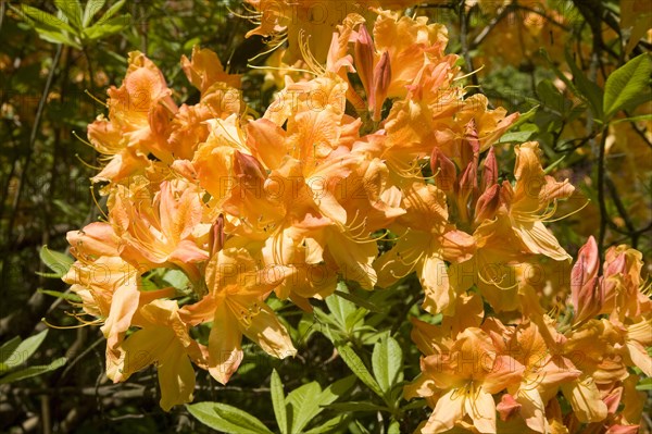 Blooming yellow Rhododendron (Rhododendron molle)