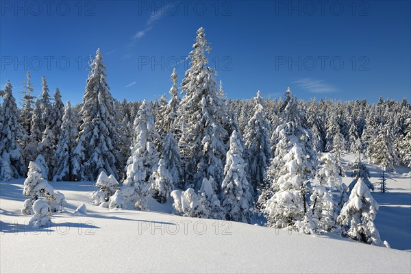 Snow-covered winter landscape