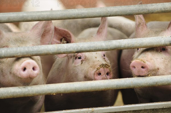 Pigs behind gates on an organic farm