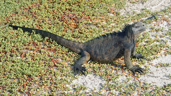 Marine Iguana (Amblyrhynchus cristatus) on Galapagos Carpet Weed (Sesuvium edmonstonei)